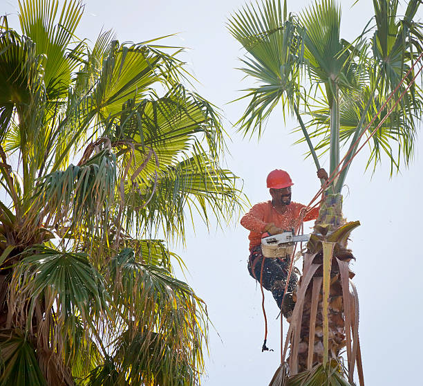 The Steps Involved in Our Tree Care Process in Circleville, OH